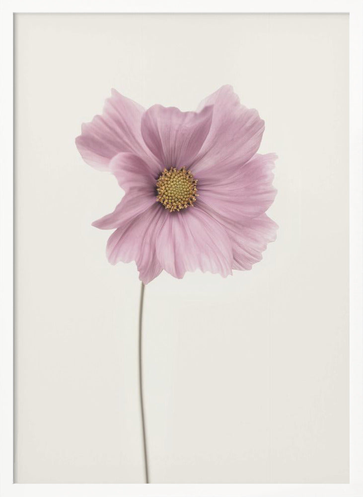 Cosmos flower - Poster / Art Print