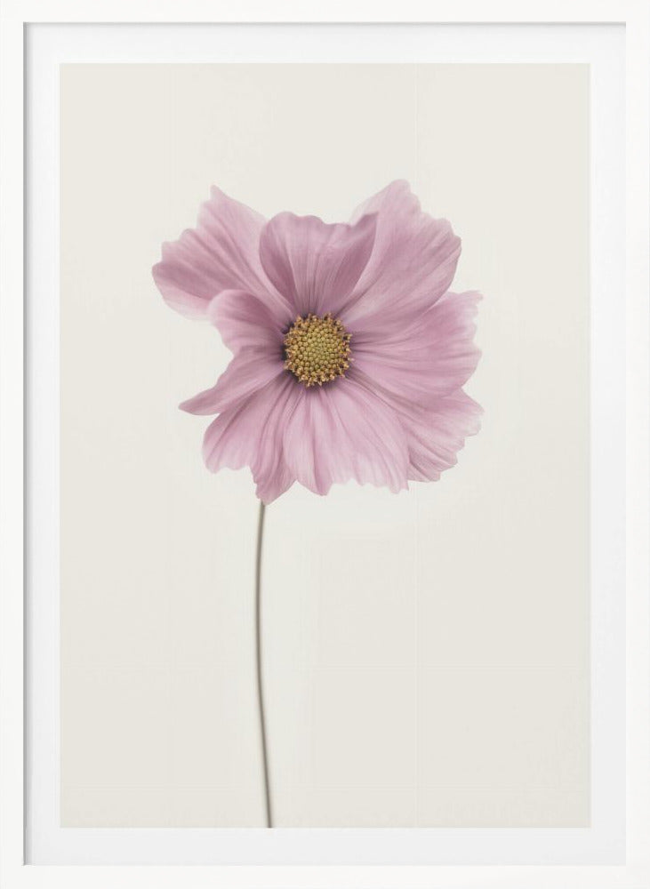 Cosmos flower - Poster / Art Print