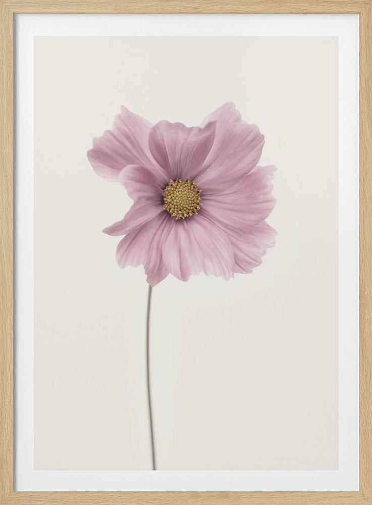Cosmos flower - Poster / Art Print