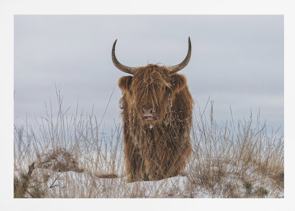 Highlander in Snow - Poster / Art Print