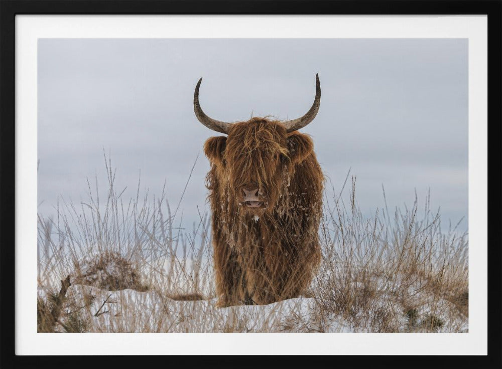 Highlander in Snow - Poster / Art Print