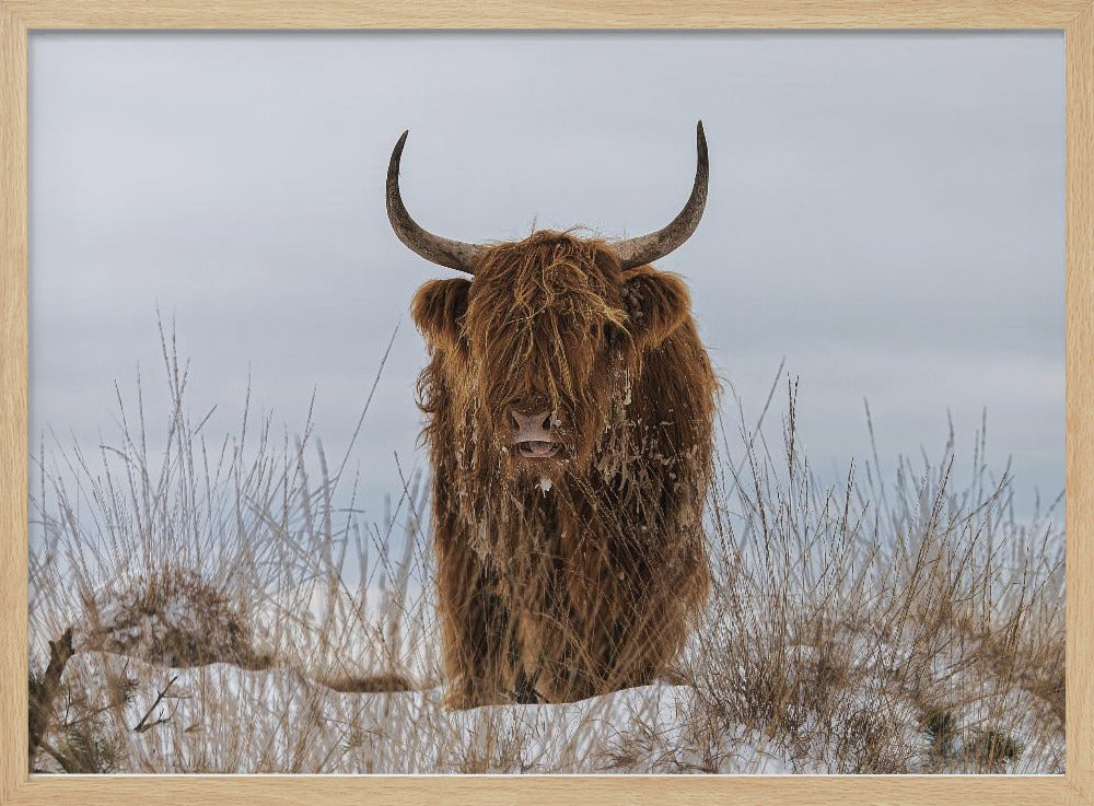 Highlander in Snow - Poster / Art Print