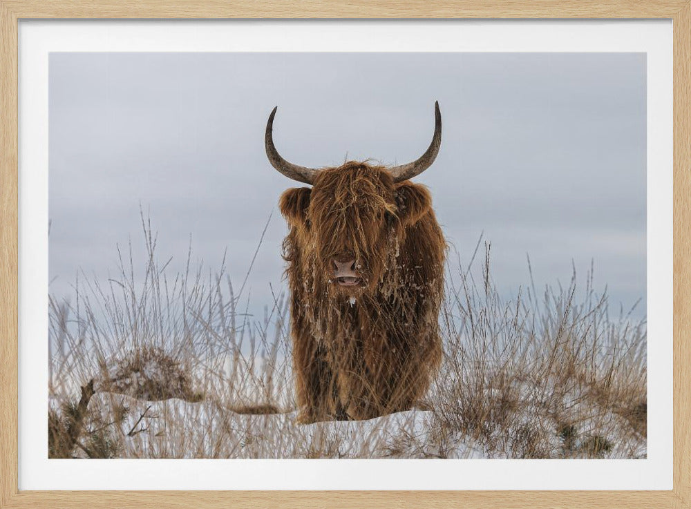Highlander in Snow - Poster / Art Print