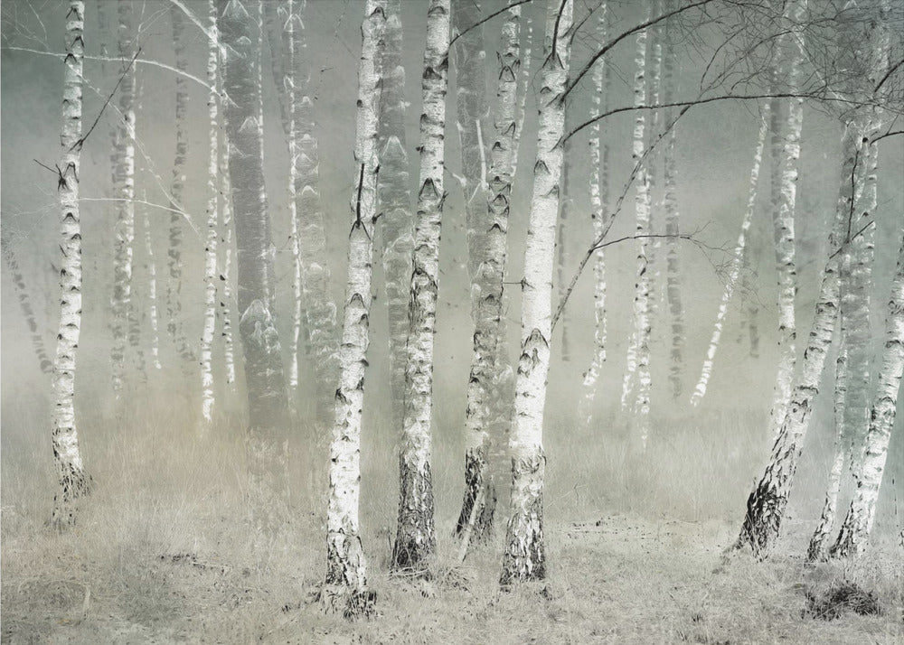 Morning silence - Poster / Art Print