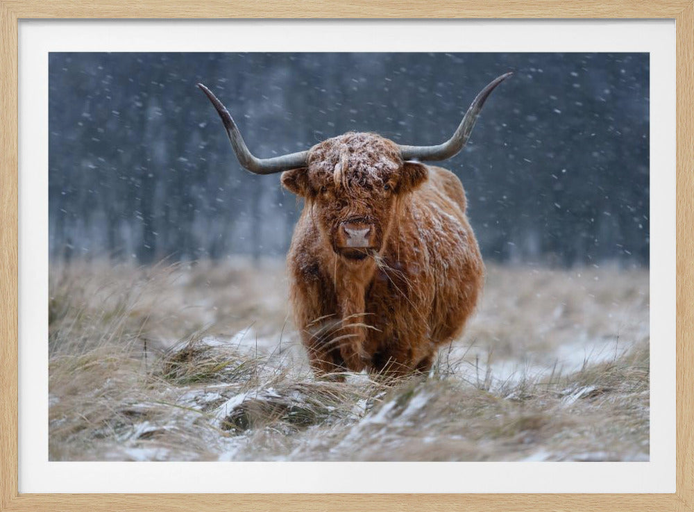 Snowy Highland cow - Poster / Art Print