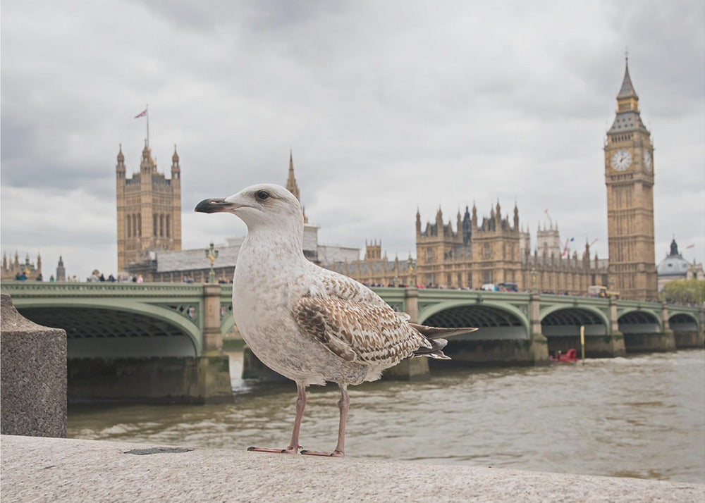 The Guardian - Poster / Art Print