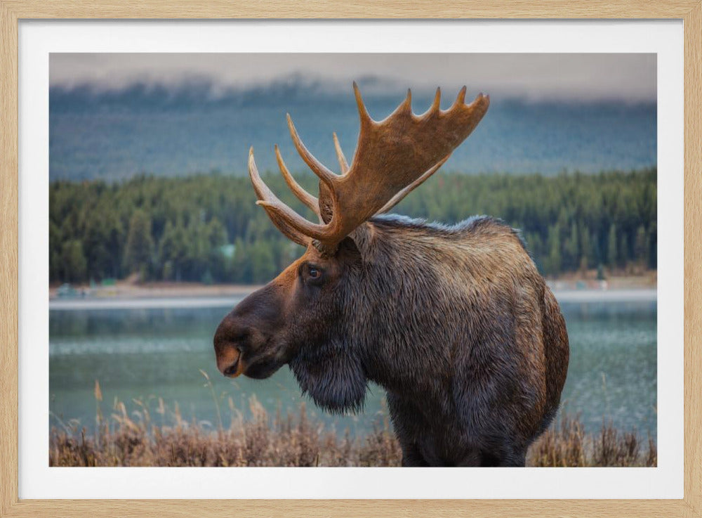Moose - Poster / Art Print