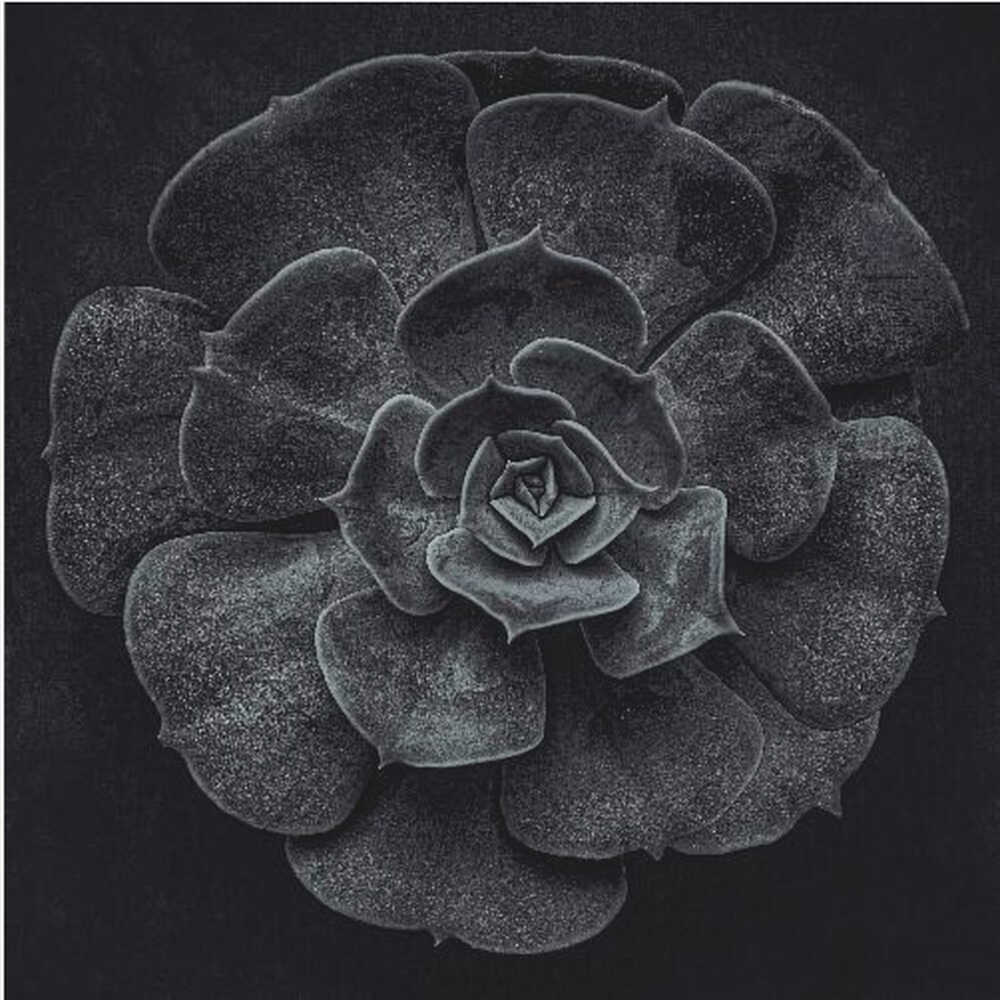 Cactus flower - Poster / Art Print