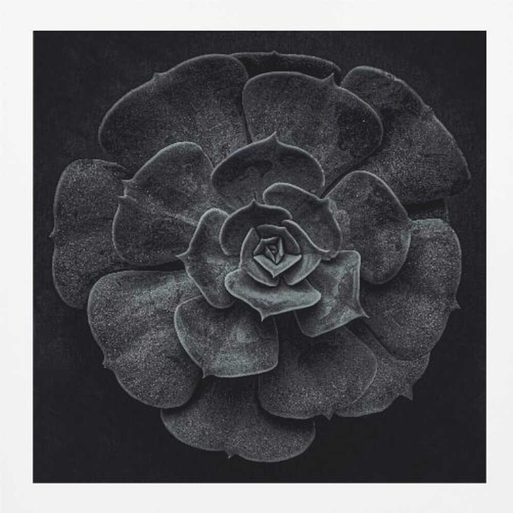 Cactus flower - Poster / Art Print