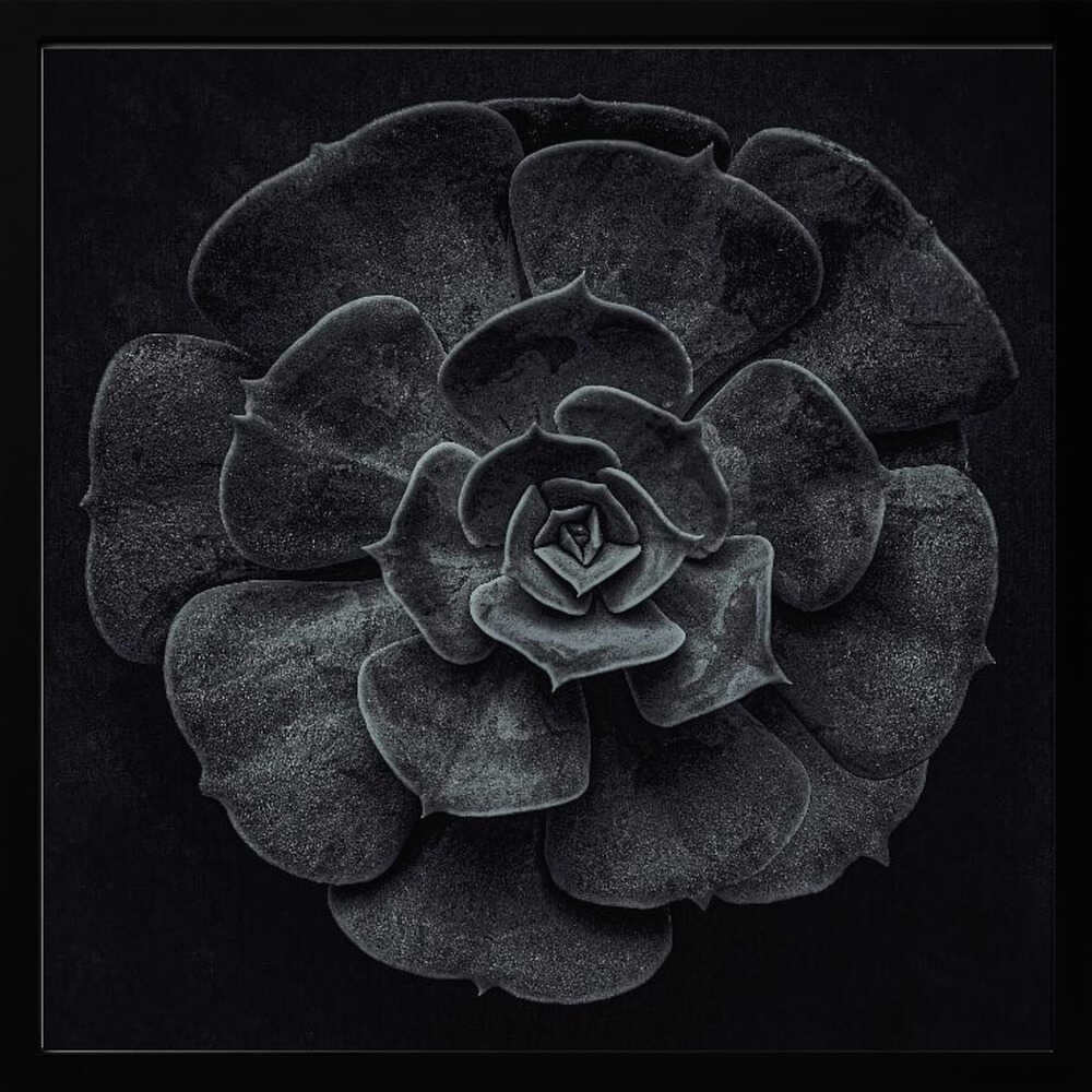 Cactus flower - Poster / Art Print