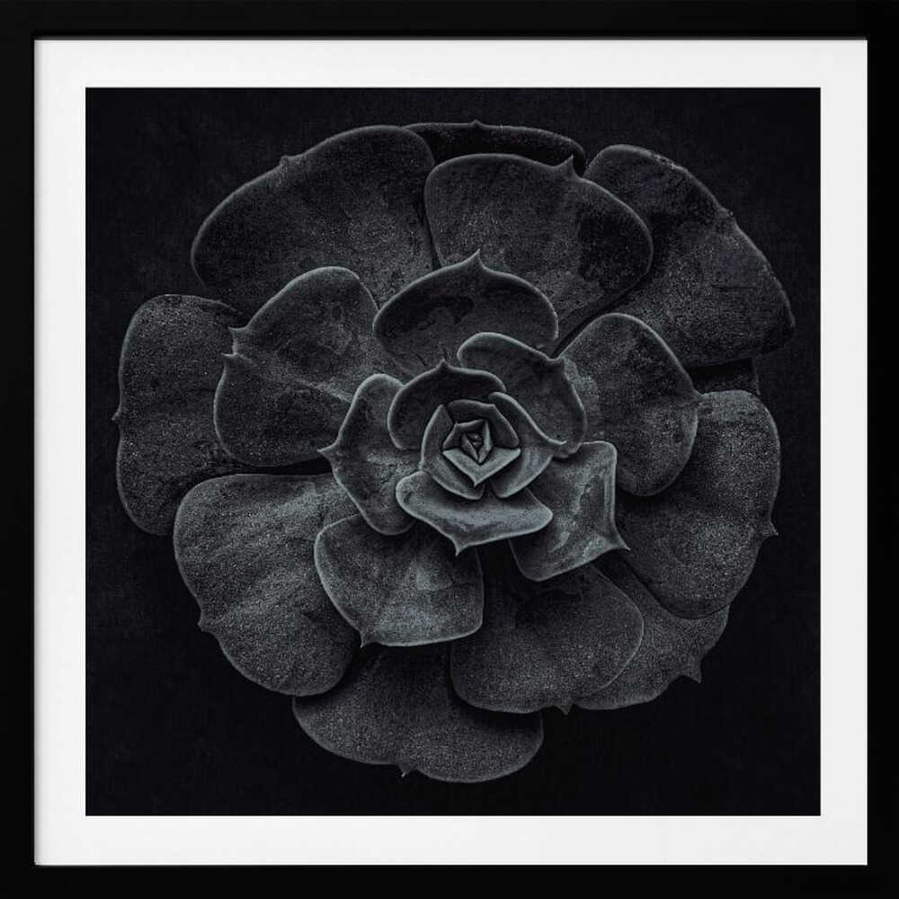 Cactus flower - Poster / Art Print