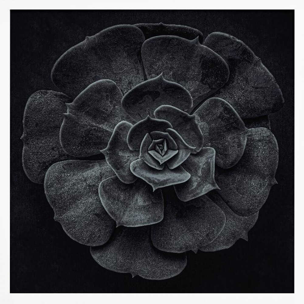 Cactus flower - Poster / Art Print