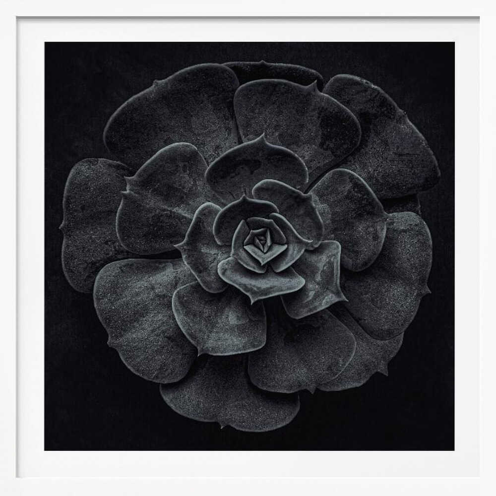 Cactus flower - Poster / Art Print