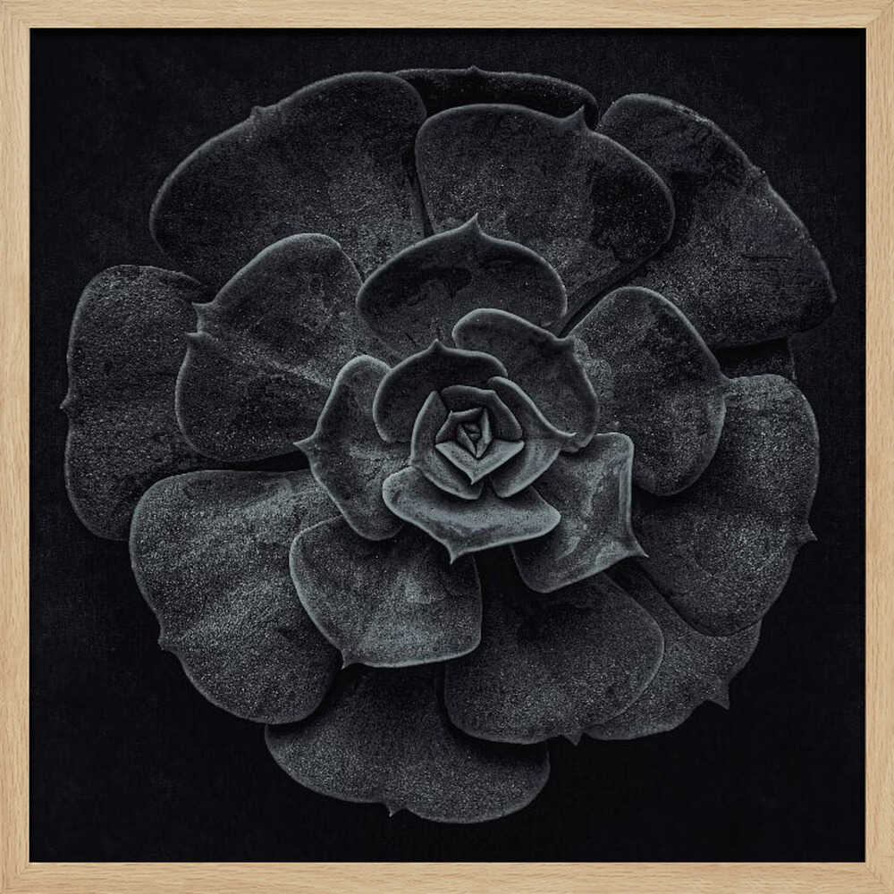 Cactus flower - Poster / Art Print