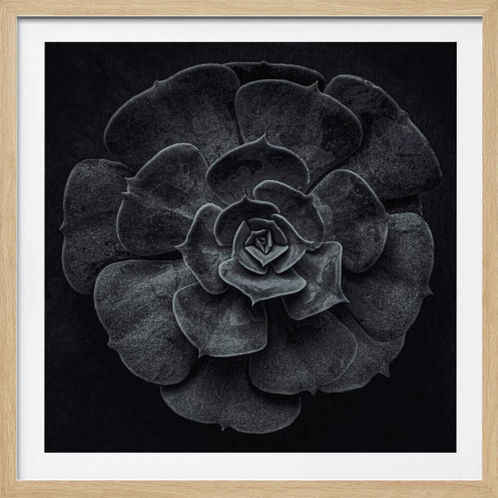 Cactus flower - Poster / Art Print