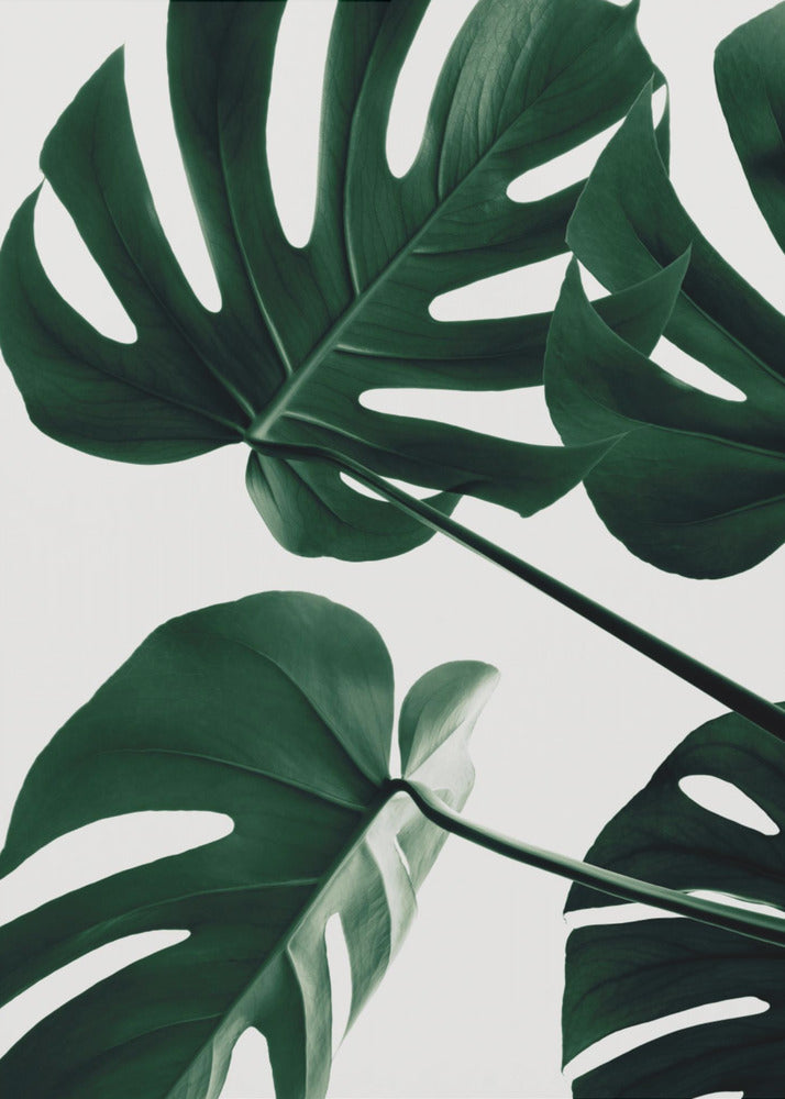 Monstera Natural 43 - Poster / Art Print