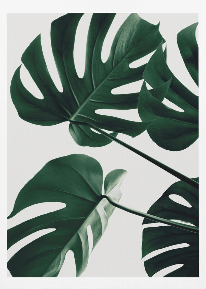 Monstera Natural 43 - Poster / Art Print