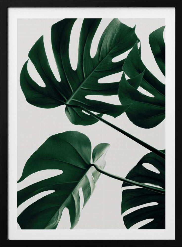 Monstera Natural 43 - Poster / Art Print