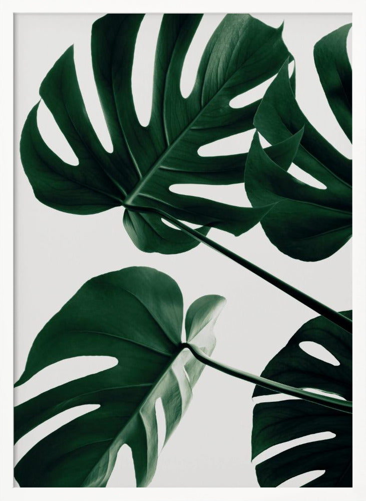 Monstera Natural 43 - Poster / Art Print