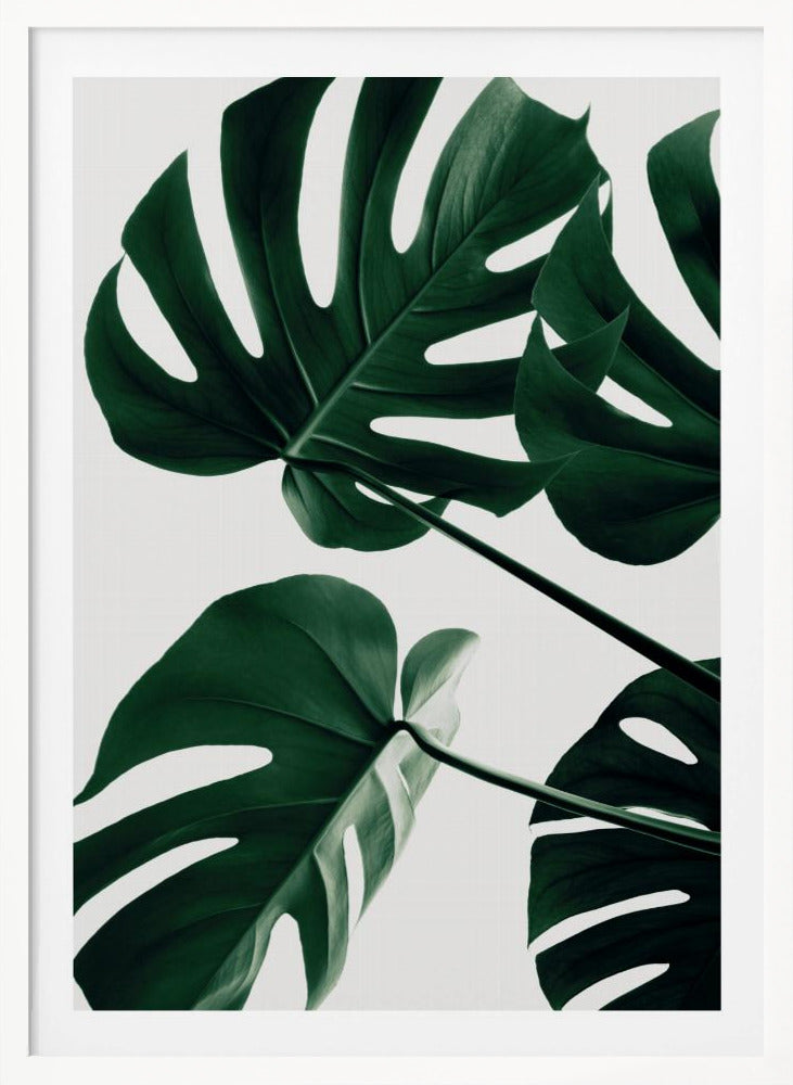 Monstera Natural 43 - Poster / Art Print