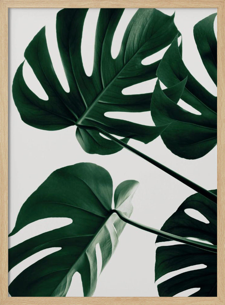 Monstera Natural 43 - Poster / Art Print