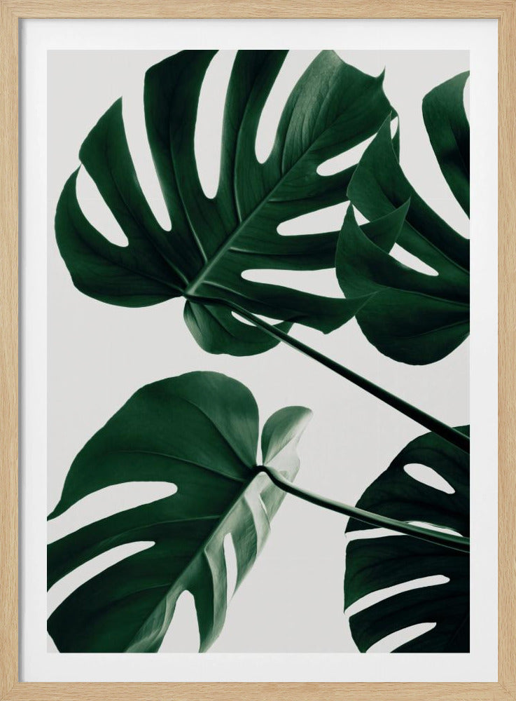 Monstera Natural 43 - Poster / Art Print