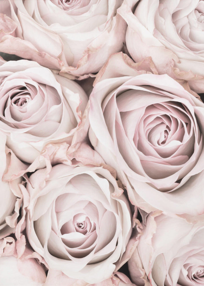 Pink Roses No 01 - Poster / Art Print