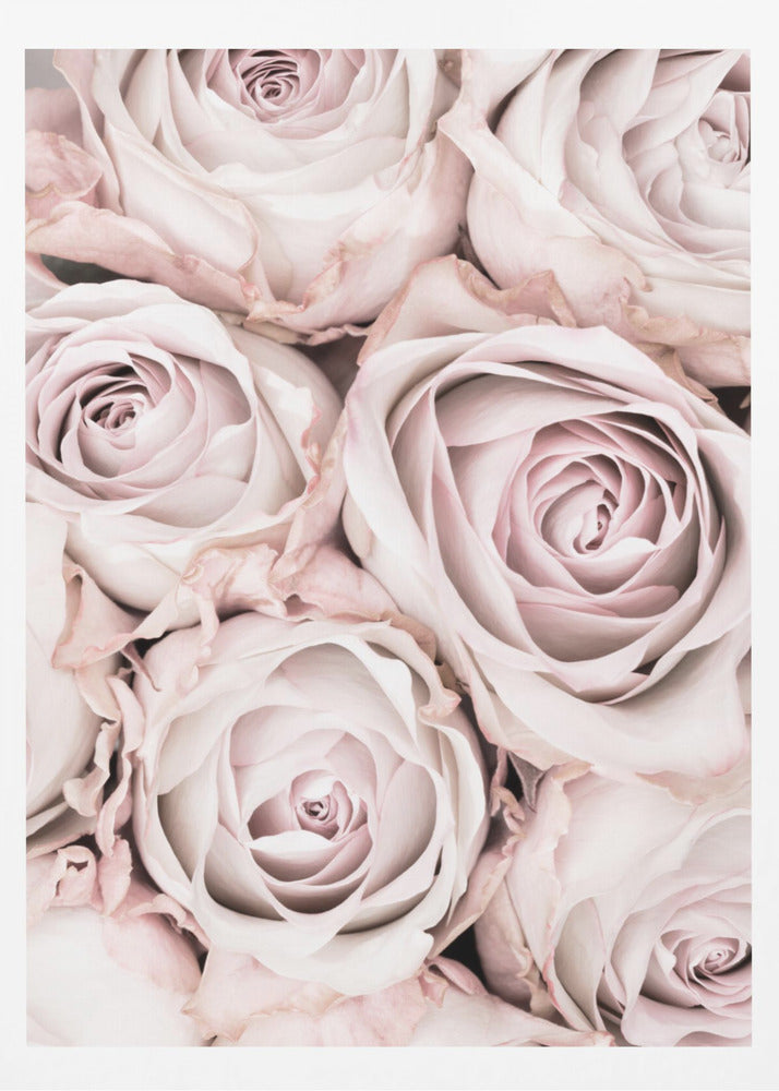 Pink Roses No 01 - Poster / Art Print