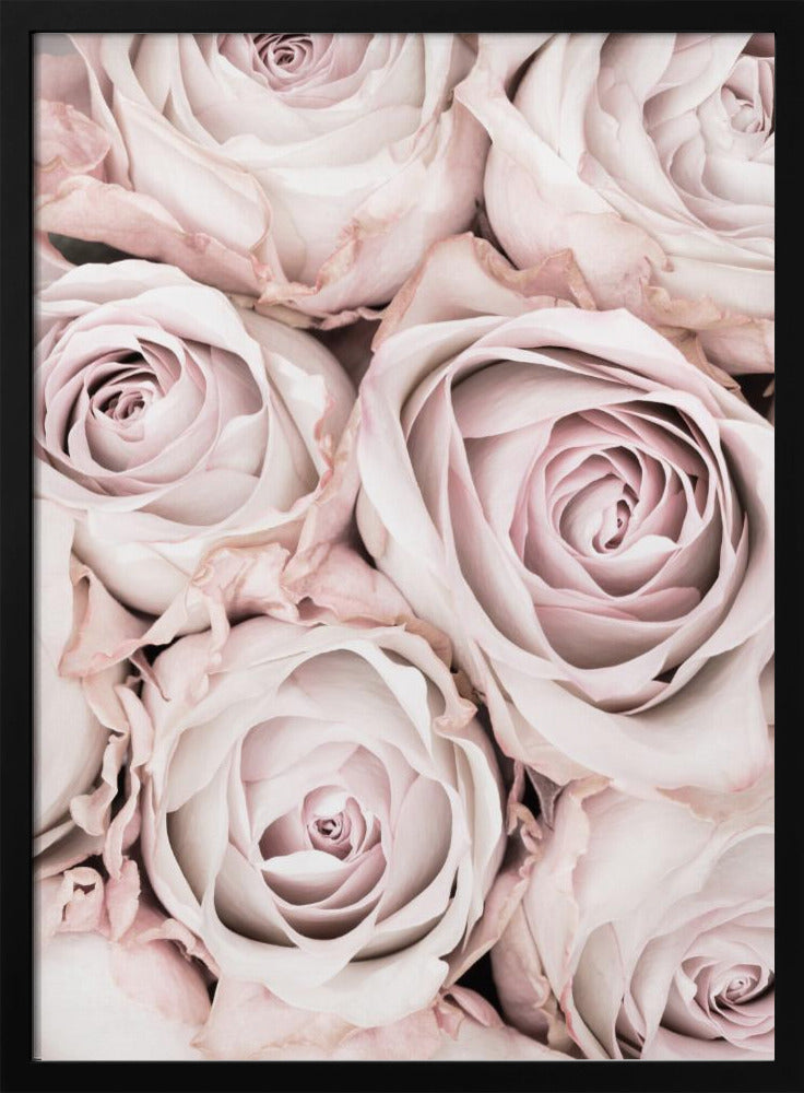 Pink Roses No 01 - Poster / Art Print