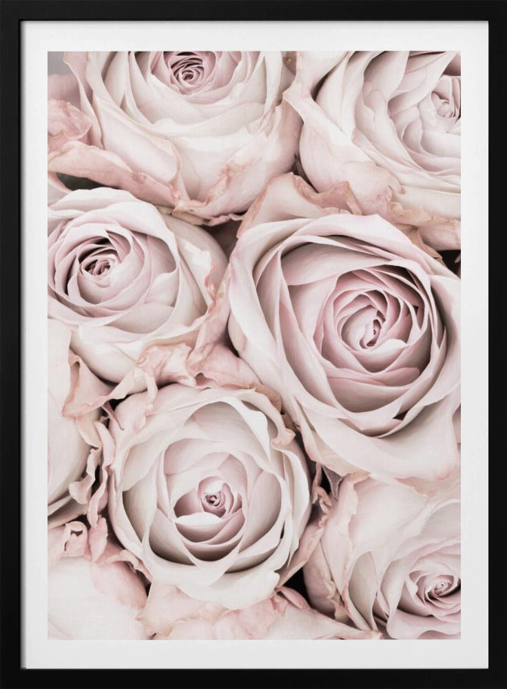 Pink Roses No 01 - Poster / Art Print