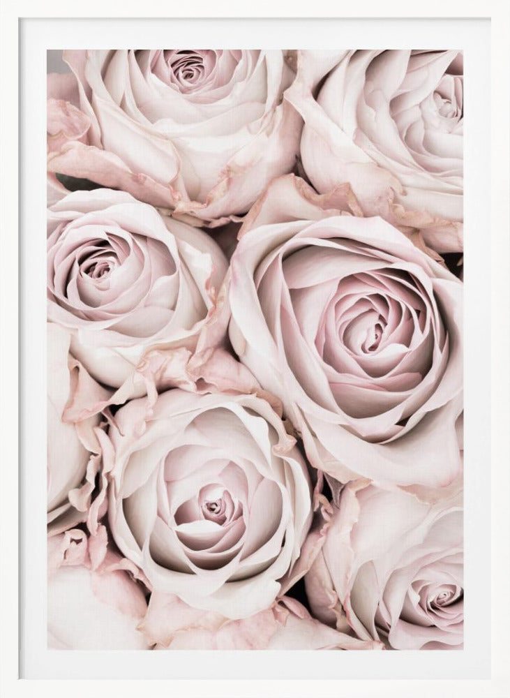 Pink Roses No 01 - Poster / Art Print