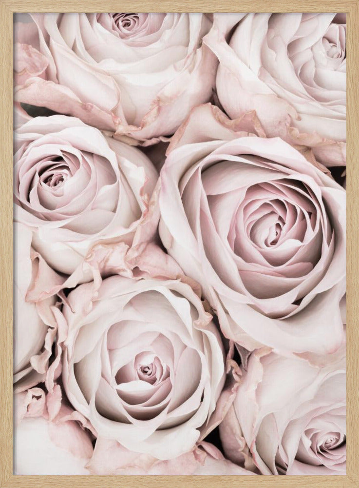 Pink Roses No 01 - Poster / Art Print