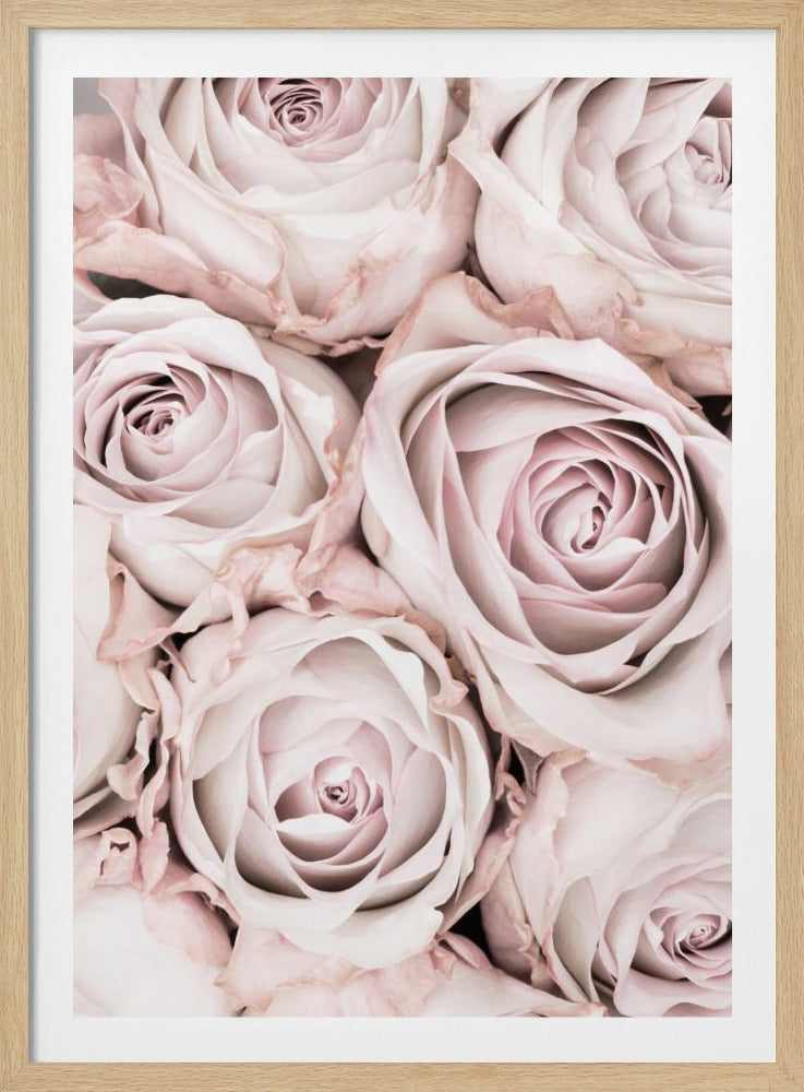 Pink Roses No 01 - Poster / Art Print