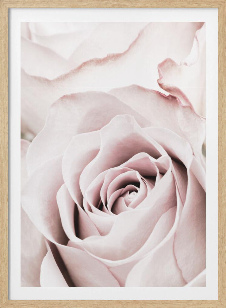 Pink Rose No 05 - Poster / Art Print