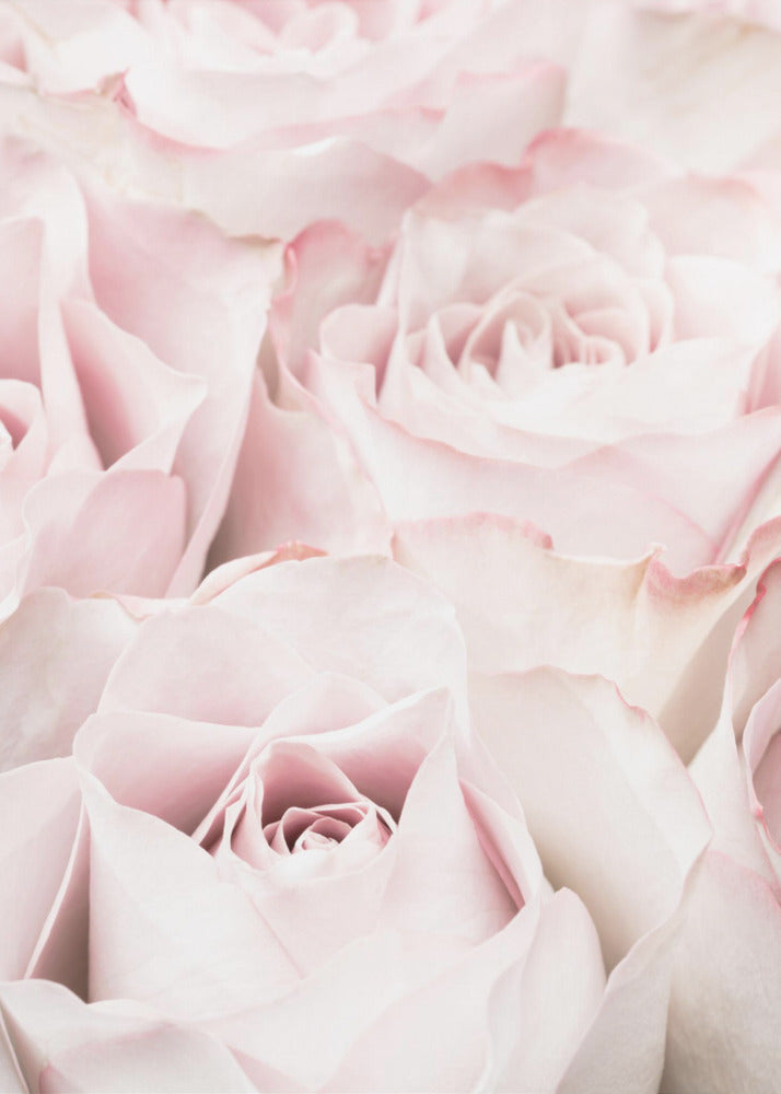 Pink Roses 05 - Poster / Art Print