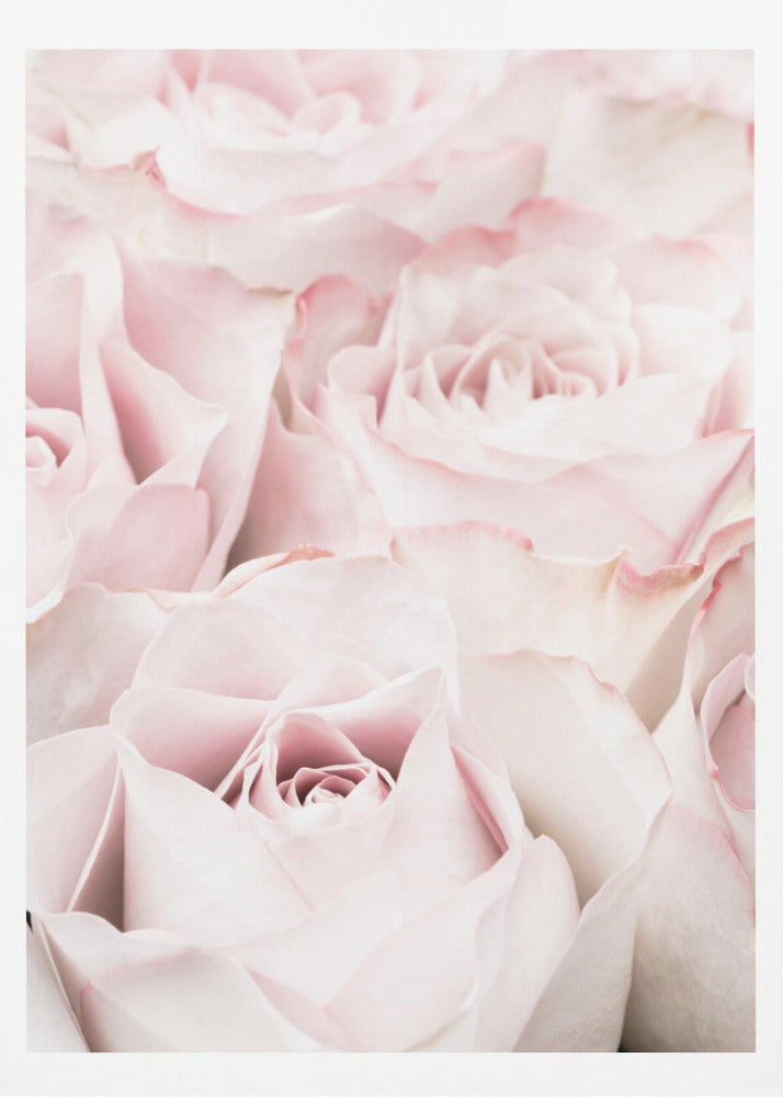 Pink Roses 05 - Poster / Art Print
