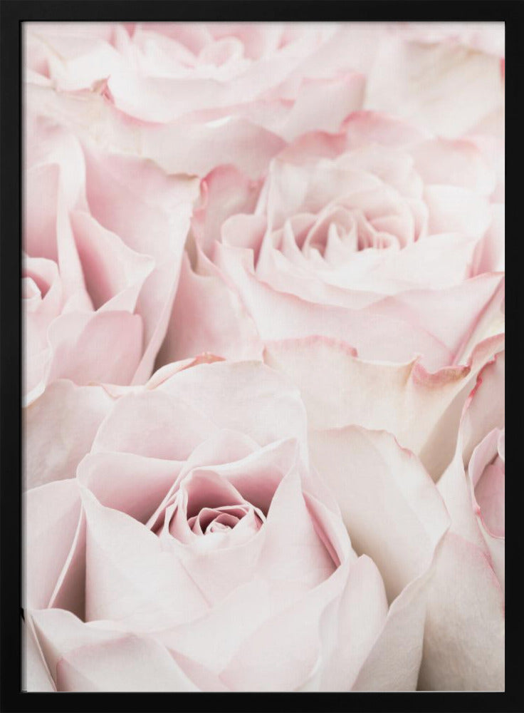 Pink Roses 05 - Poster / Art Print