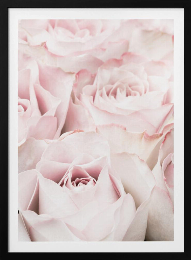 Pink Roses 05 - Poster / Art Print