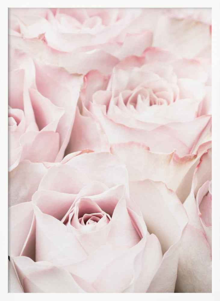 Pink Roses 05 - Poster / Art Print