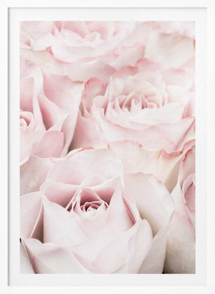 Pink Roses 05 - Poster / Art Print