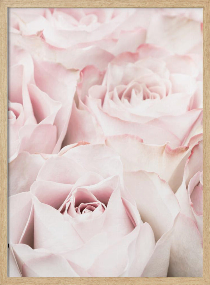 Pink Roses 05 - Poster / Art Print