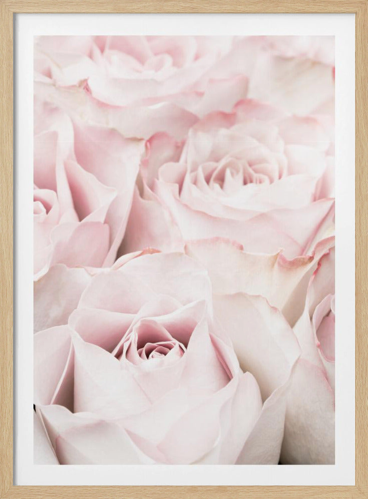 Pink Roses 05 - Poster / Art Print