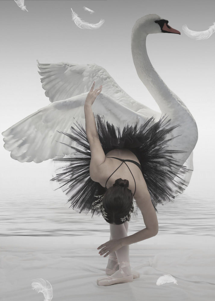 Swan Lake - Poster / Art Print