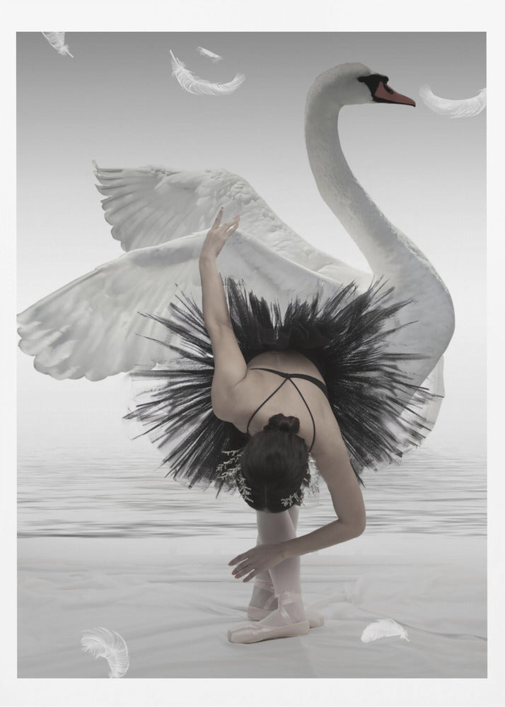 Swan Lake - Poster / Art Print