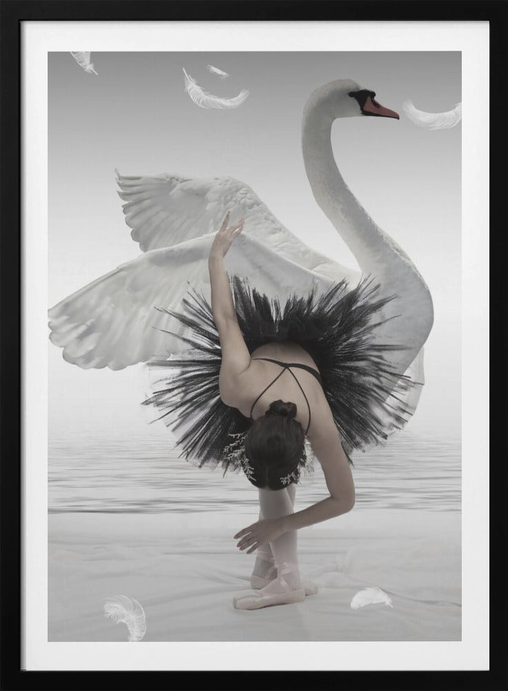 Swan Lake - Poster / Art Print