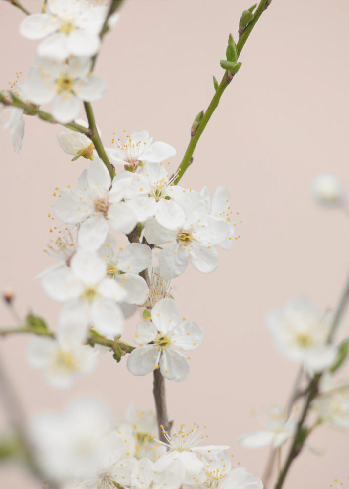 Cherry tree flowers - Poster / Art Print