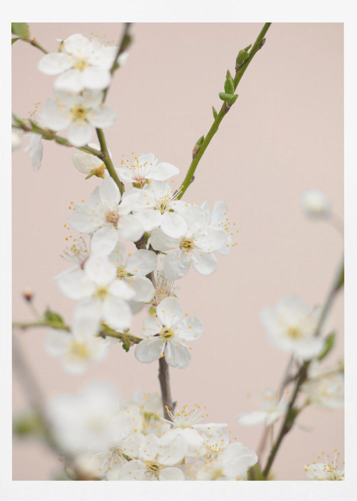 Cherry tree flowers - Poster / Art Print