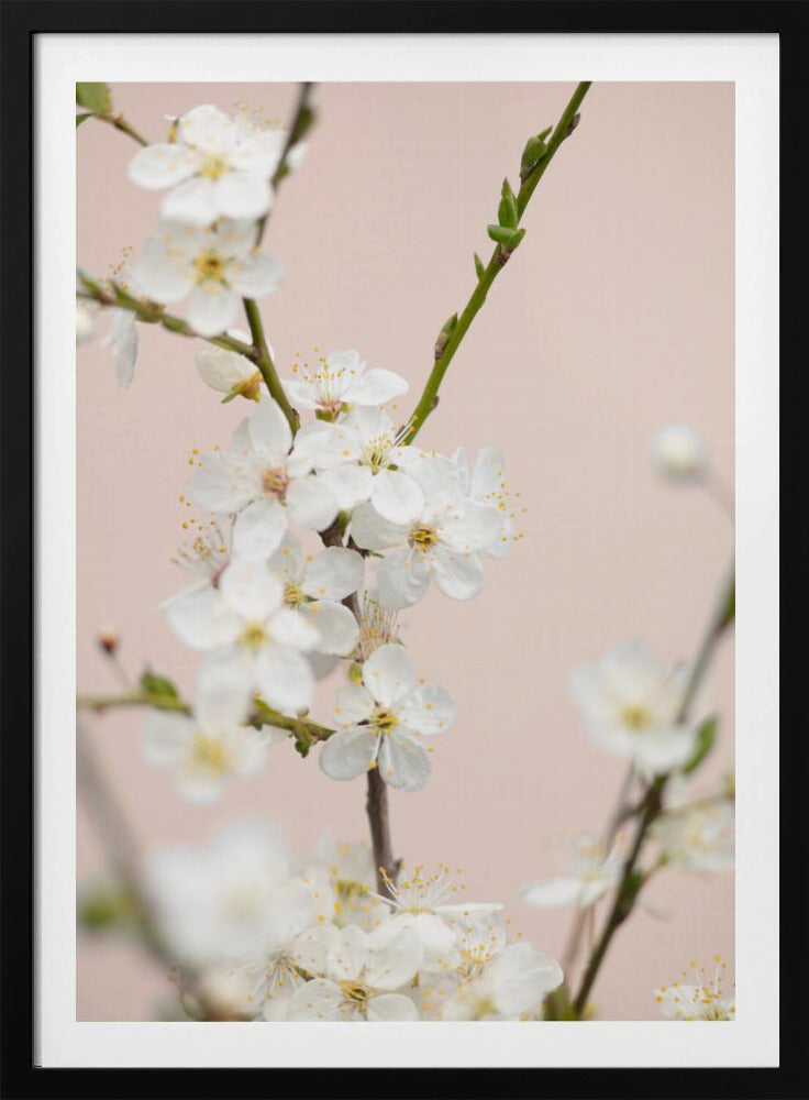 Cherry tree flowers - Poster / Art Print