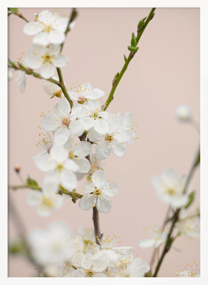 Cherry tree flowers - Poster / Art Print