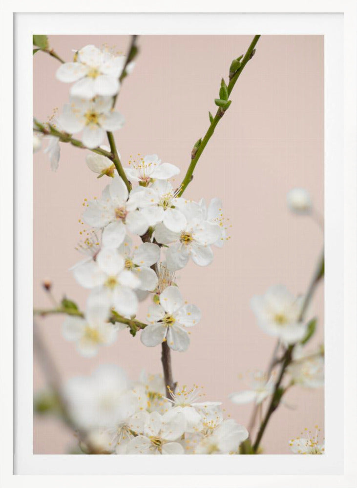Cherry tree flowers - Poster / Art Print